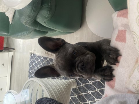 Sahiplendirme french bulldog