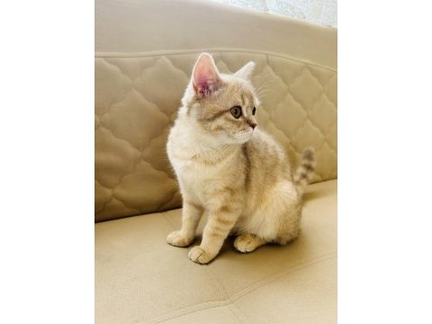 British shorthair kedisi