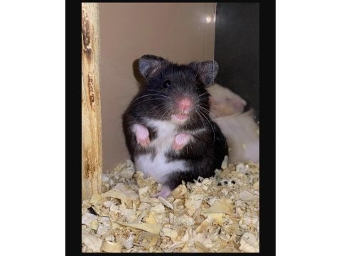 Adrese teslim hamster şubemiz mark antalya çok yakın