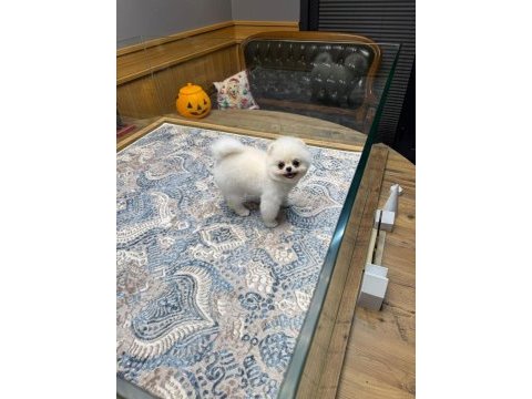 Ayıcık surat pomeranian boo
