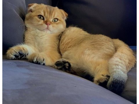 Safkan gold scottish fold yavrular anne baba şecerelidir