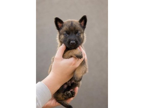 Sağlam kan hattına sahip malinois yavrular 