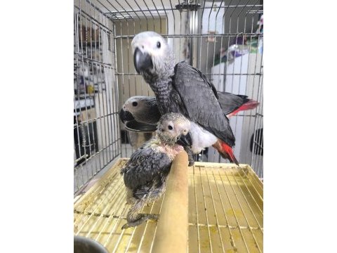Bebek jako papağanlar