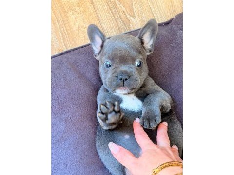 Mavi gözlü blue french bulldog bebekler