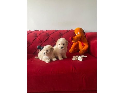 Maltipoo köpeğimiz