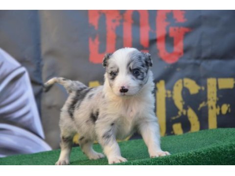 Safkan border collie ırk garantili yavrular