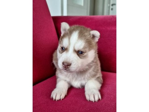 Safkan a kalite husky yavrular