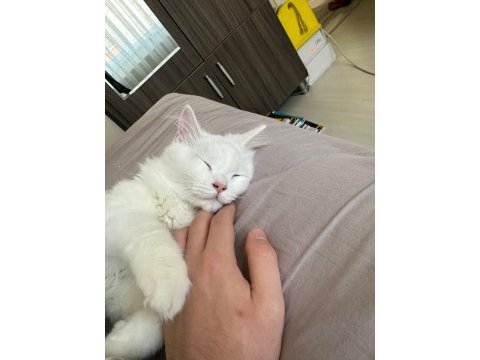 Ücretsiz chinchilla kedimizi sahiplendiriyoruz