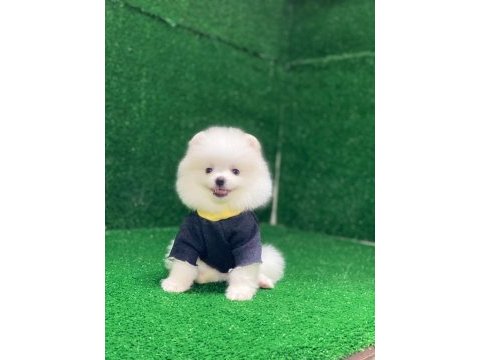 Dünya tatlısı pomeranian yavrularım