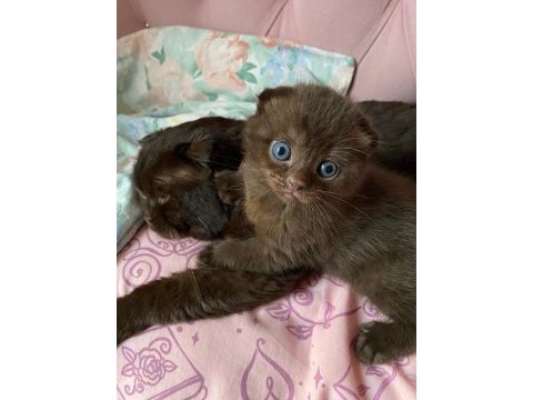 Çikolata renkli scottish fold yavrumuz yuvasını arıyor