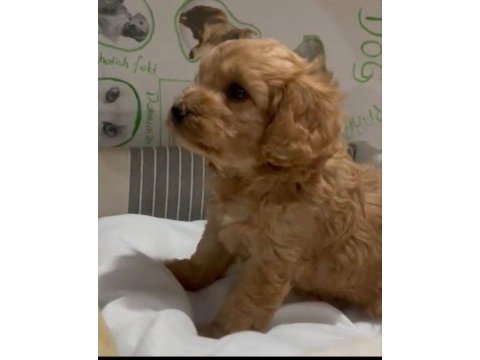 Poodle ayarında efsane yavrular