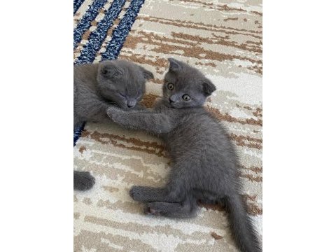 27 temmuz doğumlu gri scottish fold yavrular