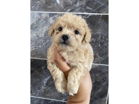Orjinal bebek yum maltipoo bebekler