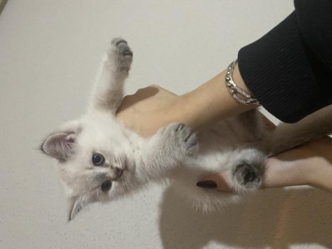 3 erkek yavru british shorthair bursa