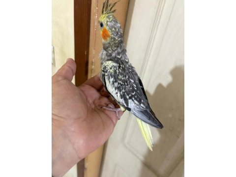50 günlük harika sultan papağanı bebek