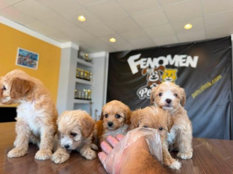 Maltipoo teslimler başladı ankara mağazamızda görün