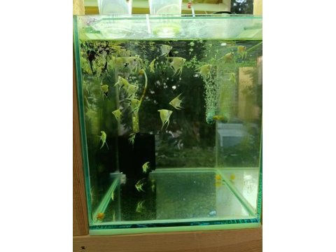 Gardenya petshop tum canlı doguran cesıtleri magazamızda