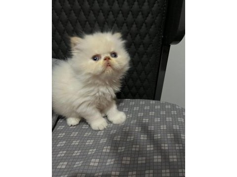 Show kalite ırk garantili iran kedisi bebeğimiz