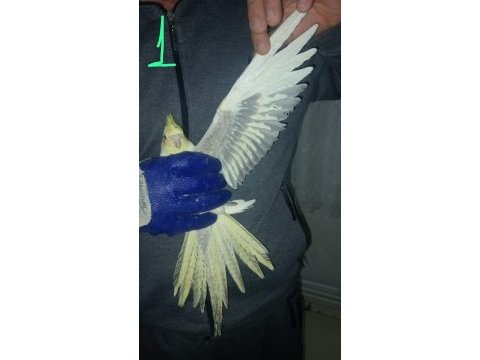 Damızlık sultan papağanları