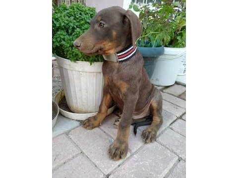 Dev doberman yavrular