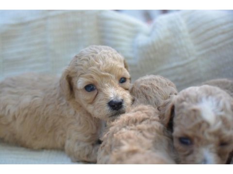 Mini maltipoo köpekler