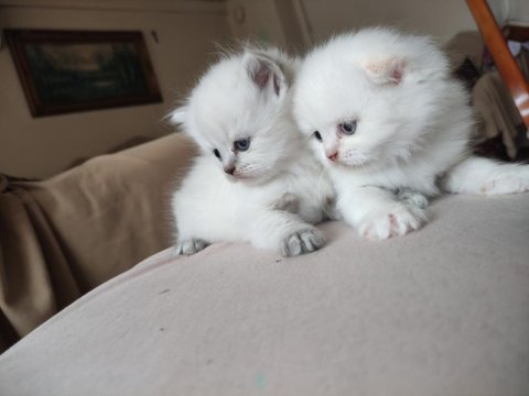 Red point blue eyes scottish fold