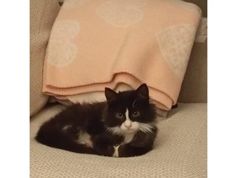 American longhair ücretsiz sahiplendirme