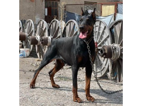 Sağlıklı siyah ve kızıl doberman yavrularımız