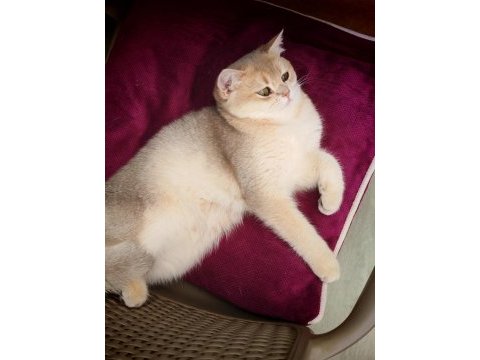 British shorthair blue golden 5 aylık dişi