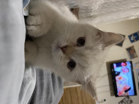British shorthair silver point 2.5 aylık erkek bebek