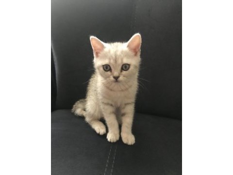 British shorthair 65 günlük yavru