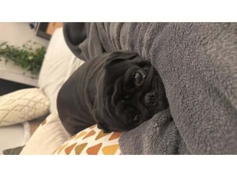 Çok sevdiğimiz pug kızımızı üzülerek sahiplendiriyoruz