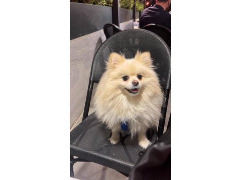 Pomeranian oğlumuz latte