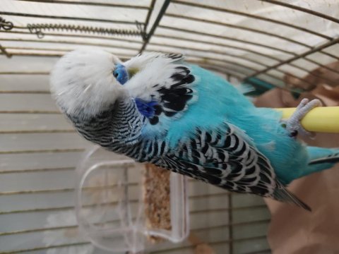 2 yaşında erkek show jumbo kuşlar