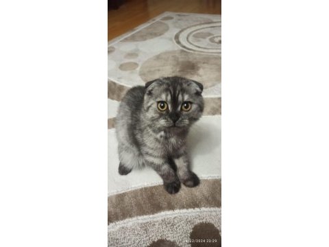 Dünya tatlısı scottish fold kızımız yeni yuvasını arıyor