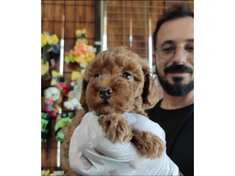 A scr muhteşem toy poodle yavrularımız