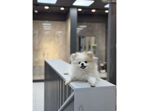 Köpek pomeranian boo