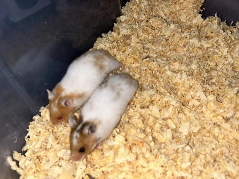 Birbirinden güzel hamster minikler