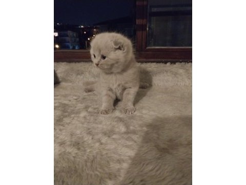 Scottish fold lilak rengi