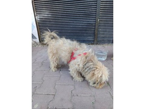 Terrier dişi