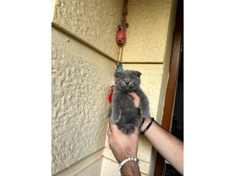 A kalite safkan scottish fold blue