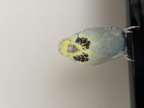 9-10 aylık jumbo dişi muhabbet kuşu