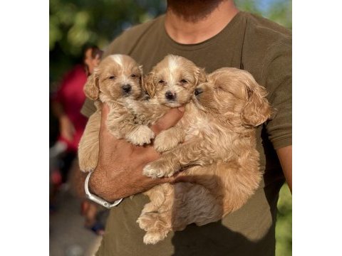 Maltipoo bebekleri teacup