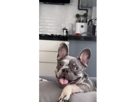 Çiftleşmek için erkek french bulldog aday arıyoruz