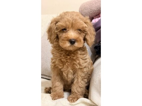 A kalite maltipoo bebekler