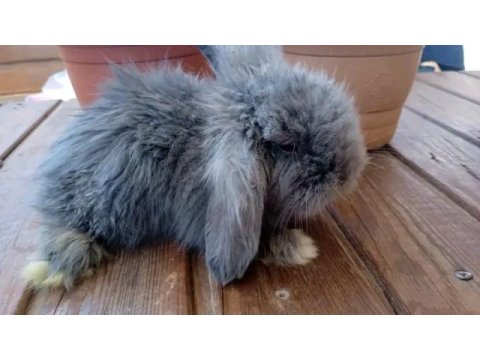 Teddy lop tavşanı yavrular