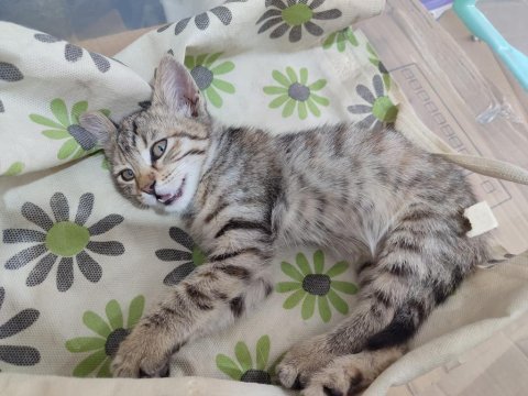 Ücretsiz sahiplendirme 45 günlük bebek dişi tekir