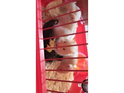 1 aylık hamster