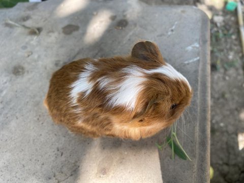 Sevimli erkek sheltie guinea pig yavru