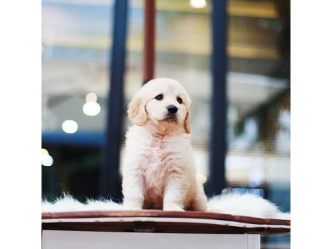 Golden retriever yavruları